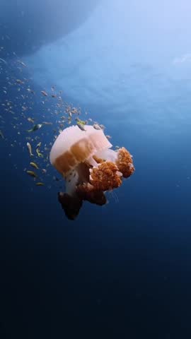 A large mosaic jellyfish floating in deep blue ocean water surrounded by a swarm of small juvenile fish vertical video