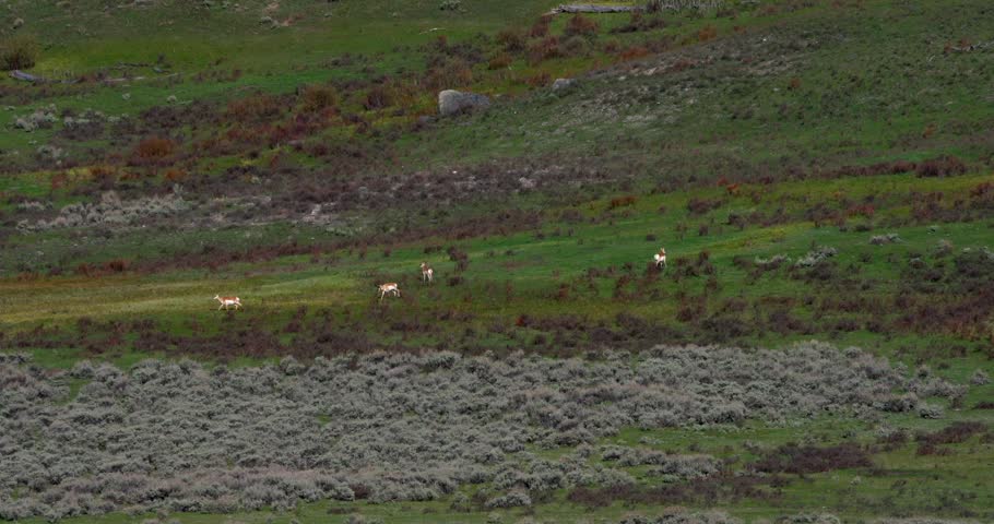 Scenic wide shot of a North American valley with a herd of pronghorn (Antilocapra americana) crossing the open landscape. Natural wildlife footage showcasing their expansive habitat.