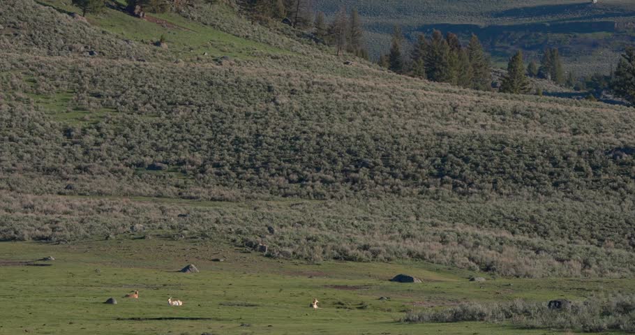 Wide landscape of a North American valley with pronghorn antelope (Antilocapra americana) moving naturally through their open grassland habitat. Scenic wildlife footage.