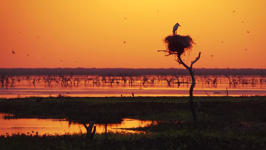 Silhouette of a Jabiru stork nest against a colorful sunset sky in Bañado La Estrella, Formosa, Argentina. Peaceful wetland landscape showcasing South American wildlife habitat.