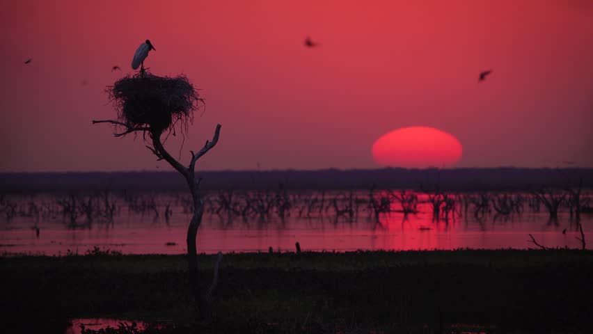 Silhouette of a Jabiru stork on its nest as the sun slowly sets over Bañado La Estrella wetlands in Formosa, Argentina. Peaceful South American wildlife sunset landscape.