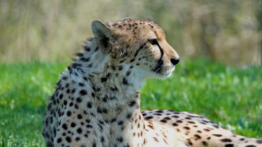 A crisp profile portrait of a cheetah resting outdoors in green grass, focusing on its distinct black tear stripe, spotted fur, and alert side view gaze.