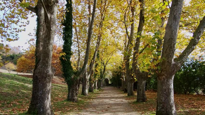 Autumn path. A walk along a path lined with trees displaying golden autumn colors. Autumn leaves on a solitary path.