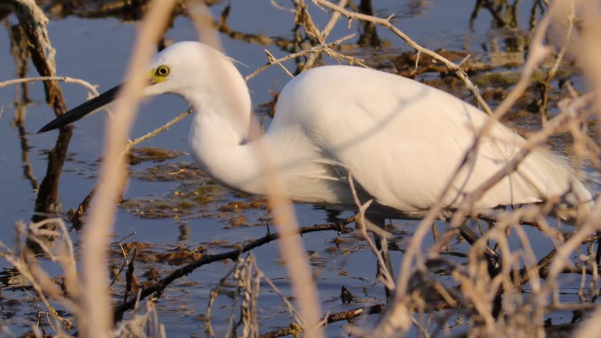 Snowy Egret Standing in Marshlands Covered by BranchesClose up of White Snowy Egret Bird in Wetland EcosystemElegant Snowy Egret Heron Guarded by Twigs in Shallow Water.
