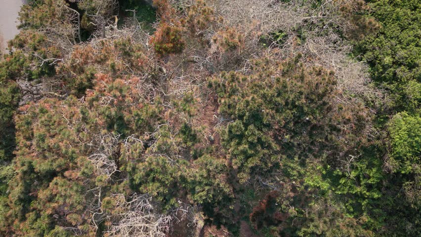 Slow forward treetop flight overhead woodland with mixed trees in early spring, some still to produce leaves in bright sunshine