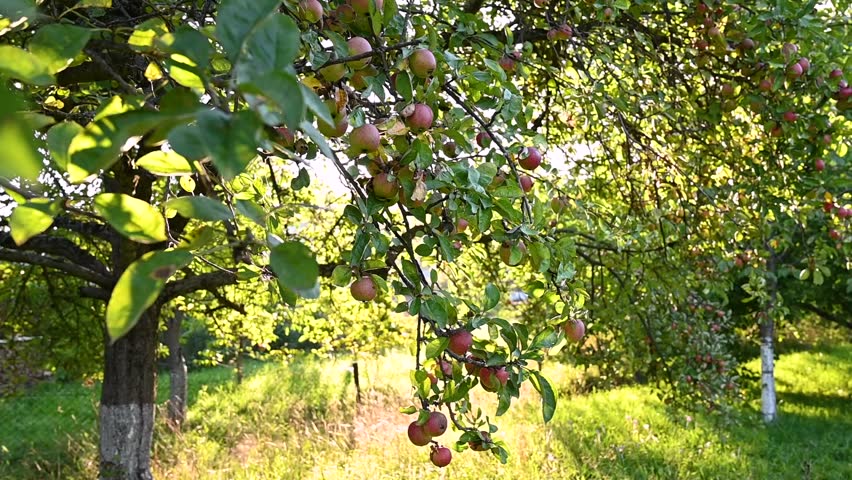 Sun shining through greenery foliage in garden of red apples. Summer harvest of ripe fruits in sunlight. Gardening and agriculture concept.
