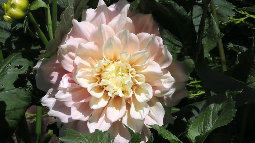 Dahlia “Break Out” a large waterlily type dahlia nestled in the leaves of an English Garden