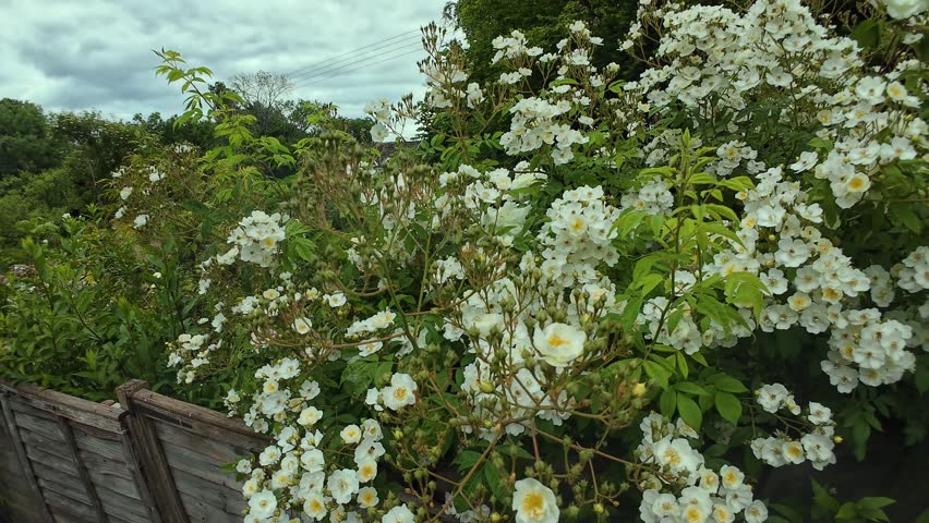 Dense White Climbing Rose “Rambling Rector”Bush Along Wooden Garden Fence