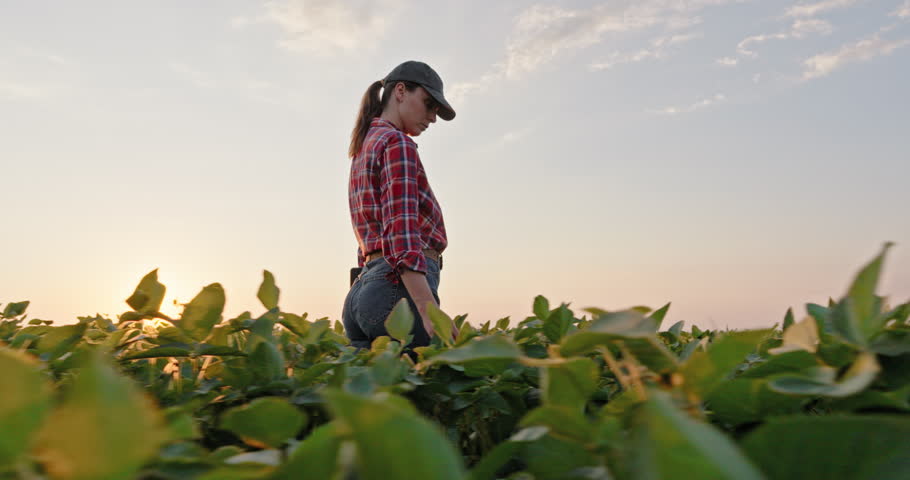 Woman farmer walking through a soybean field during a beautiful sunset. Female agronomist checking her soya plantation for quality control