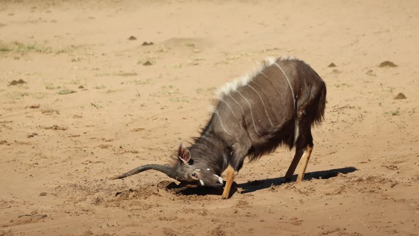 A mature male nyala lowers his magnificent spiral horns into the sand, displaying natural scent-marking or horn-rubbing behavior in Mkhuze Game Reserve, South Africa.