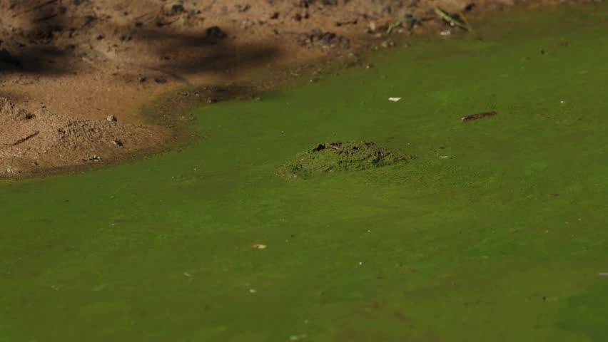 A freshwater terrapin swims through the water covered in a green algae. Filmed in Mkhuze Game Reserve, South Africa.