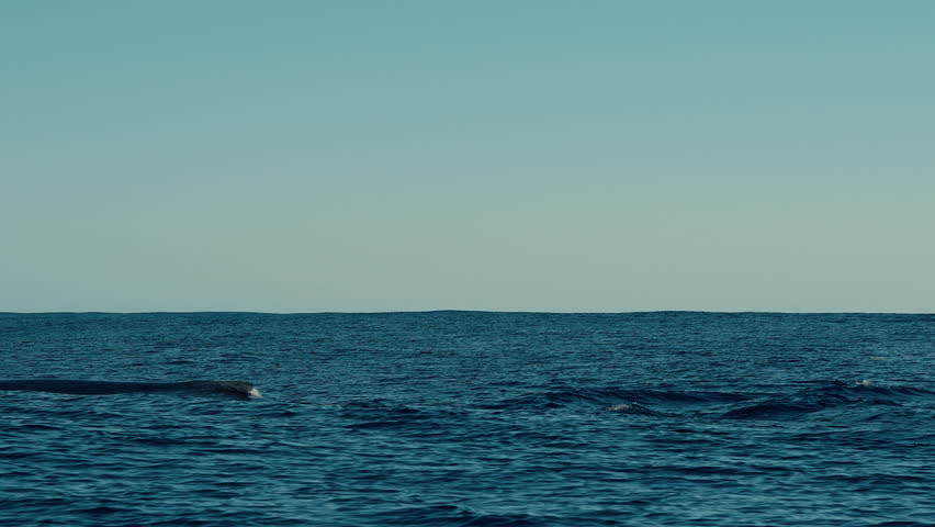 A humpback arches near the surface and smashes its tail down, throwing white spray across the blue sea under clear daylight sky.