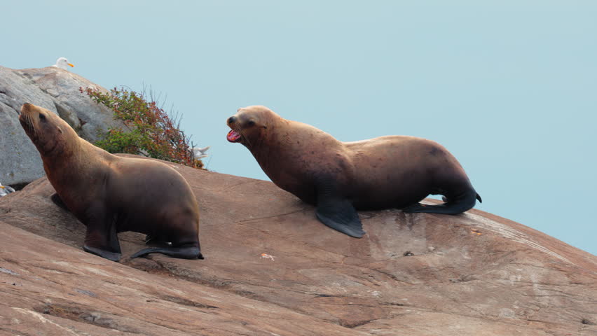 Two large sea lions interact and bark while resting on a rocky shoreline. Suitable for wildlife documentaries and nature conservation content.