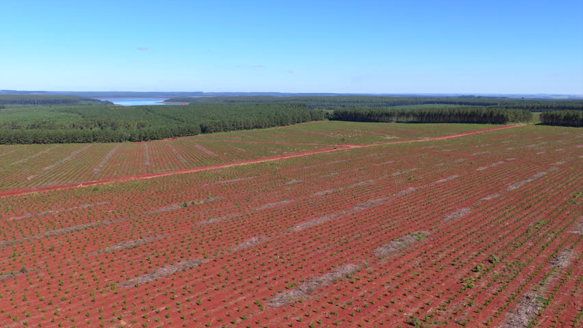 Young pine plantation grows on the characteristic red lateritic soil near Puerto Libertad, Misiones, Argentina, with Lago Urugua-i visible in the background, drone forward flyover.