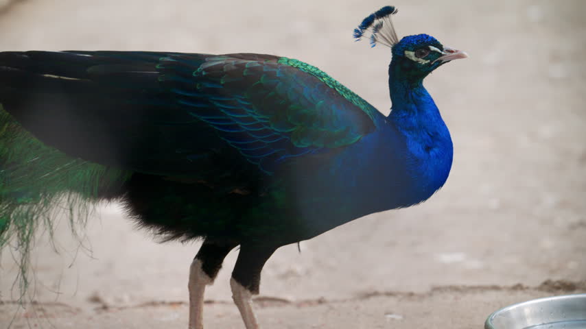 Side view of a peacock with folded tail feathers, deep blue neck and head with crest visible, iridescent plumage reflecting light