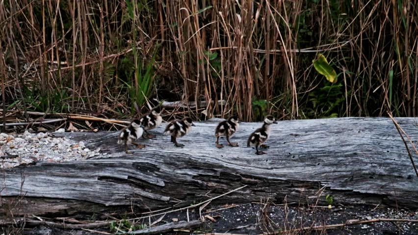 Cute baby Egyptian geese ducklings walking on a large tree stump in a riverbed