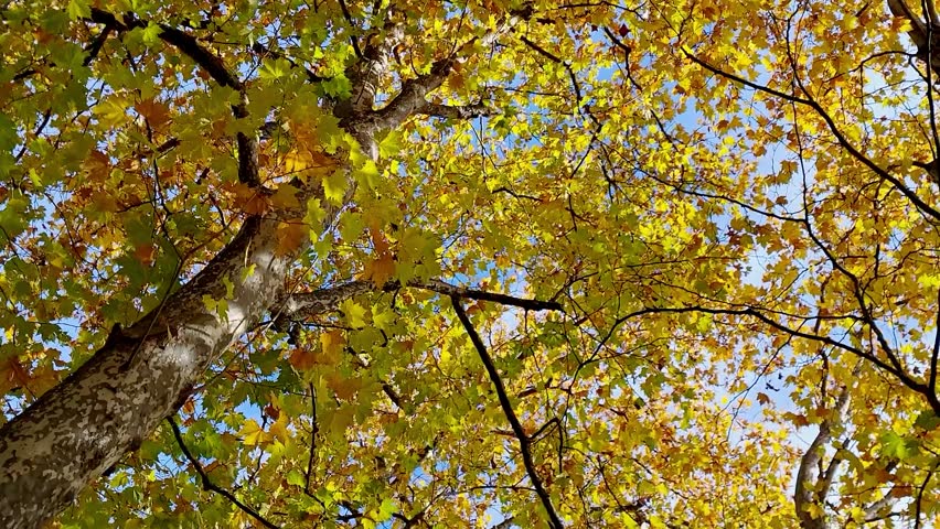 Tracking shot of autumn-colored tree crowns viewed from the ground. Autumn landscape of golden-hued tree crowns. Autumn landscape in motion.