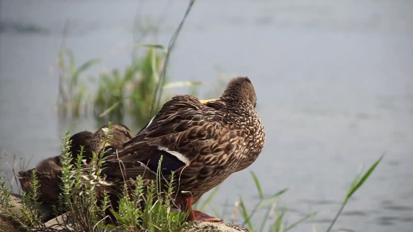 A female mallard duck standing on a rocky shoreline near water, looking around and cleaning its plumage.