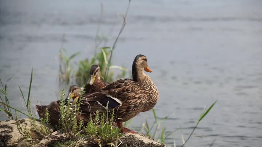 A female mallard duck standing on a rocky shoreline near water, looking around and cleaning its plumage.
