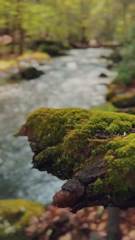 A peaceful forest stream flows gently past a vivid moss-covered branch surrounded by fresh green foliage in springtime.