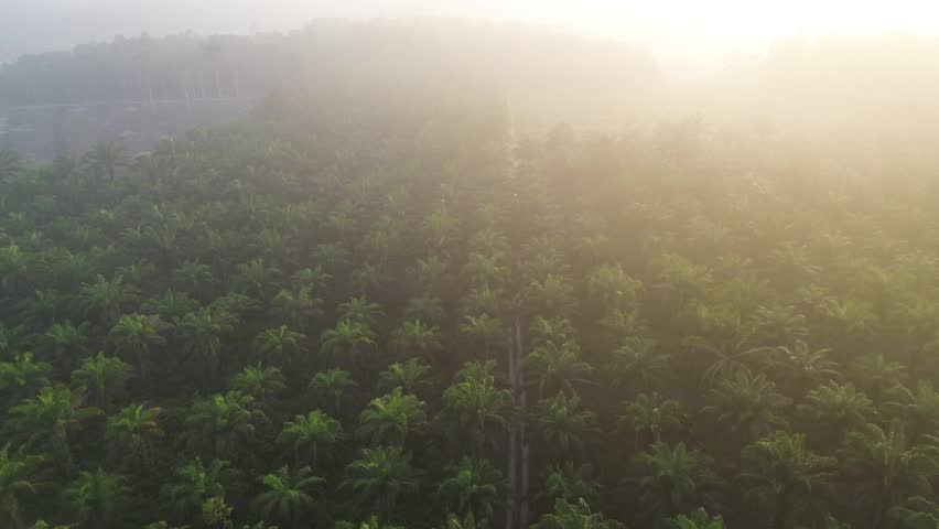 Scenic Drone Footage Following a Path Between Tropical Oil Palm Trees