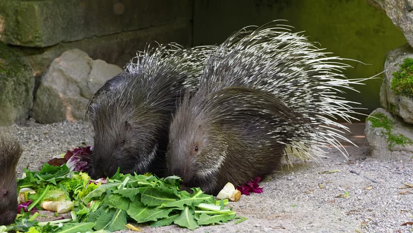 The Indian crested Porcupine, Hystrix indica or Indian porcupine is a large species of hystricomorph rodent belonging to the Old World porcupine family Hystricidae