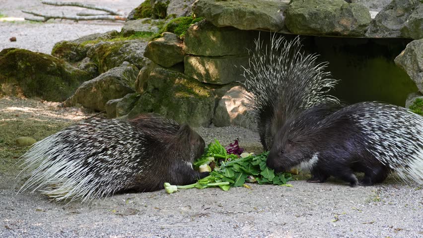 The Indian crested Porcupine, Hystrix indica or Indian porcupine is a large species of hystricomorph rodent belonging to the Old World porcupine family Hystricidae