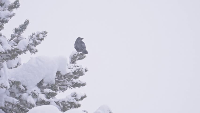 Black raven perching on snowy pine tree during snowfall