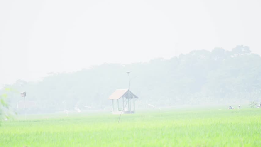 Small Wooden Hut in the Middle of Rice Field