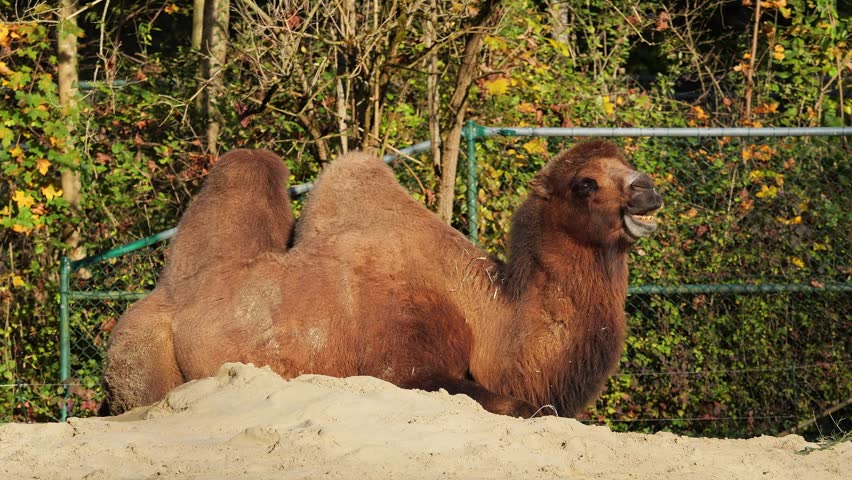 The Bactrian camel, Camelus bactrianus is a large, even-toed ungulate native to the steppes of Central Asia. The Bactrian camel has two humps on its back