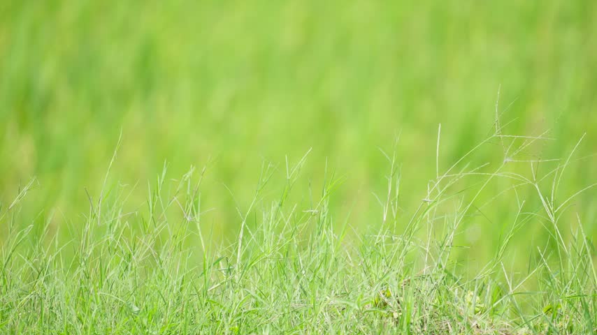 Close Up of Wild Grass with Rice Field Background