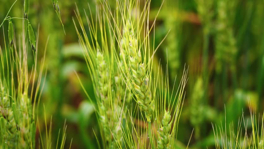 Slow motion close-up of a green wheat stalk growing in a prairie field during the summer growing season