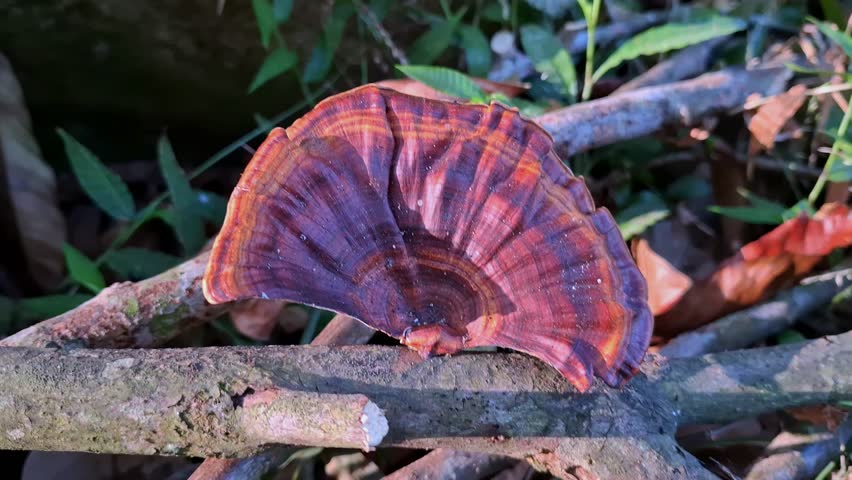 Close-up view of a colorful bracket fungus growing on a tree branch in a lush forest environment. The mushroom displays beautiful concentric patterns and natural textures.