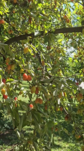 Video clip panning from a close-up of a tree branch filled with red and orange berries to a sunny public park playground behind a metal fence.