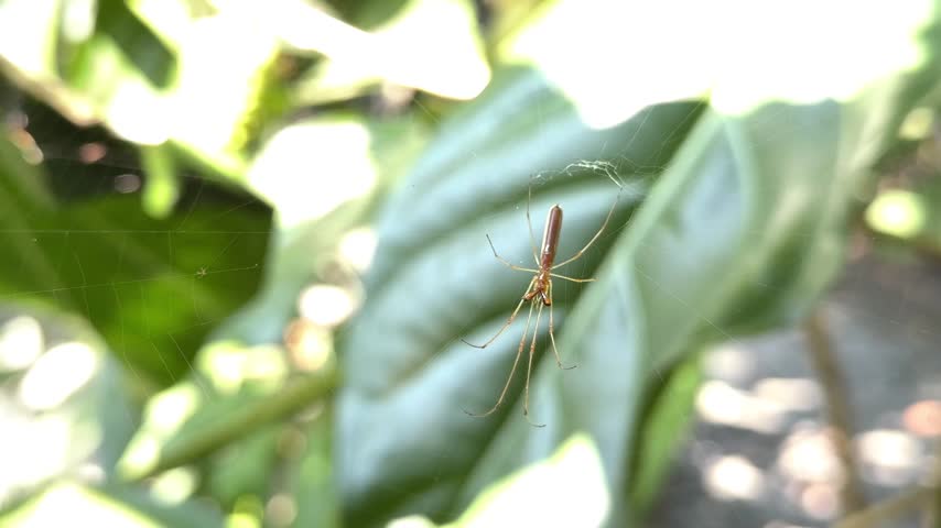Macro Shot of Long-jawed Orb Weaver Spider Hanging on Web Surrounded by Green Leaves