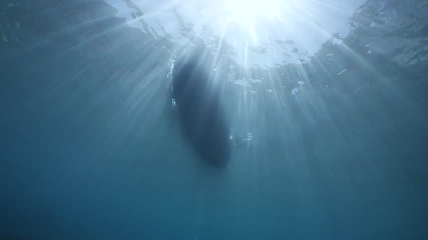 An underwater shot of a sea kayak paddling across the ocean surface cano