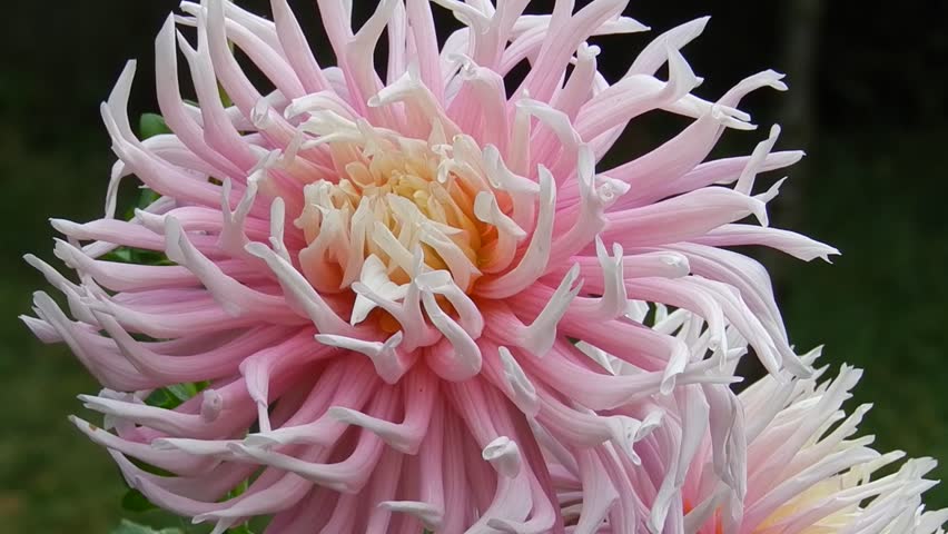 Pink and White Spider Dahlia Flower Blooming Close Up Macro