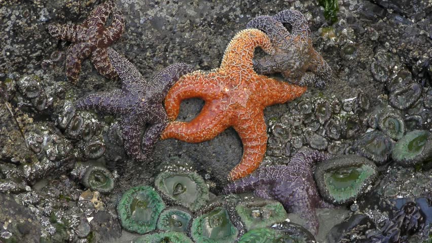 starfish stick, suck to the rock cliff  surface on a tide
