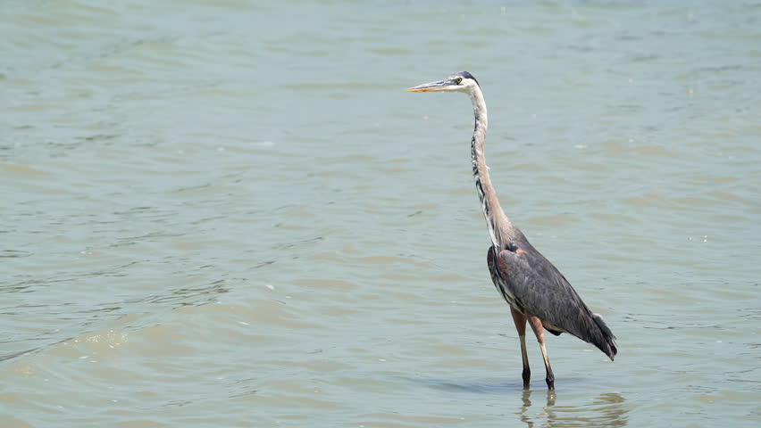 Great Blue Heron standing in the shallows of Utah Lake as it hunts.
