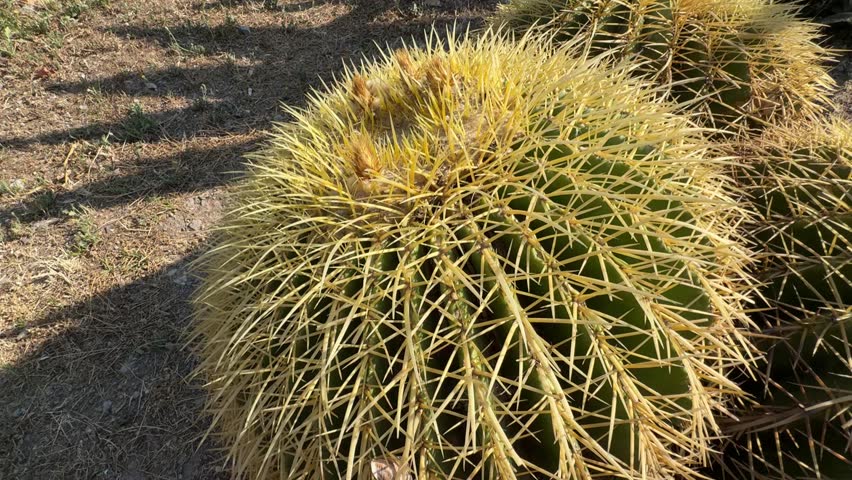 Three golden barrel cactus (Echinocactus grusonii, Kroenleinia grusonii) growing close together in dry, golden ball, displaying spherical ribbed stems covered in golden-yellow spines.
