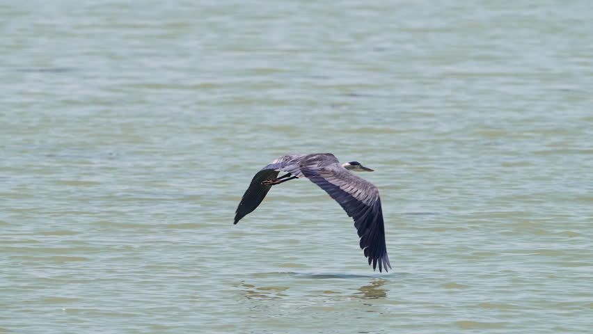 Great Blue Heron flying in slow motion at Utah Lake during the summer.