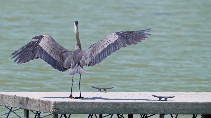 Great Blue Heron standing on a dock at Utah Lake after closing its wings.