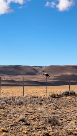 Crested caracara bird perched on a wooden fence post in the vast Patagonian steppe landscape under a clear blue sky