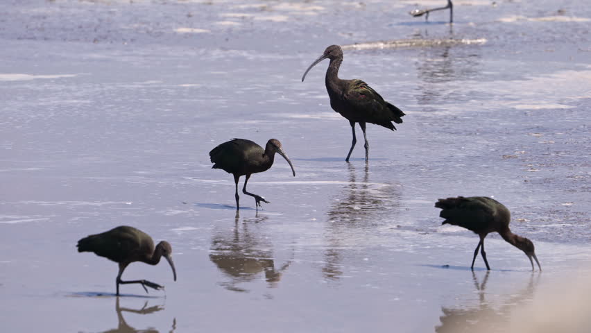 Ibis wandering the shallows of Utah Lake in slow motion.