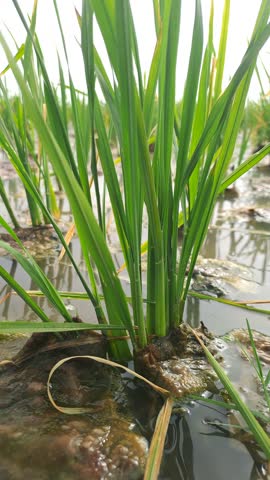 Young rice plants growing in flooded agricultural field with bright sunlight reflection and green trees in the background under clear sky.