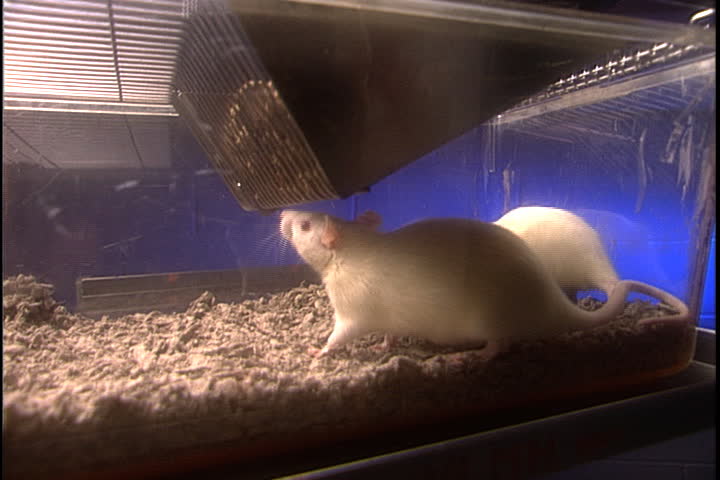 Two white lab rats sniffing about in clear plastic enclosure in laboratory in Boston, Massachusetts.