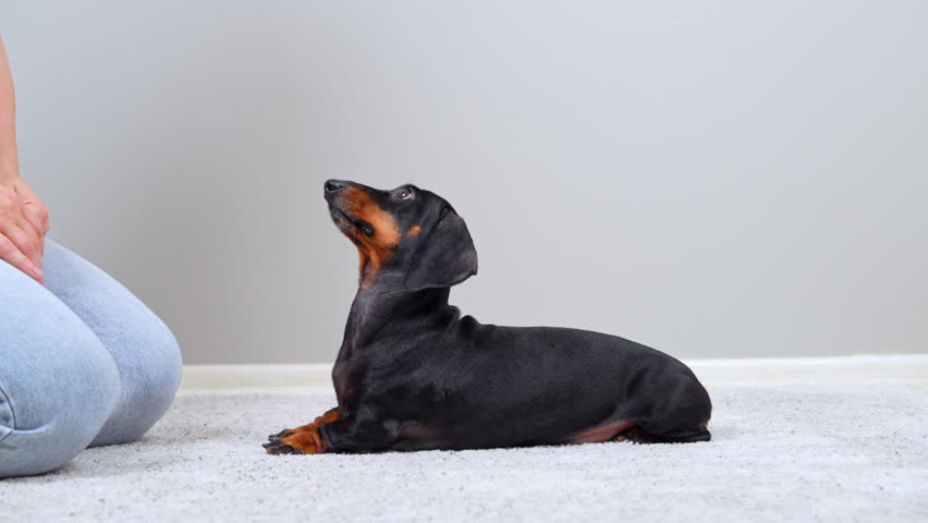 A black and tan dachshund dog sits then lies down on a carpet at home while a woman gives hand commands, a concept of pet obedience training.