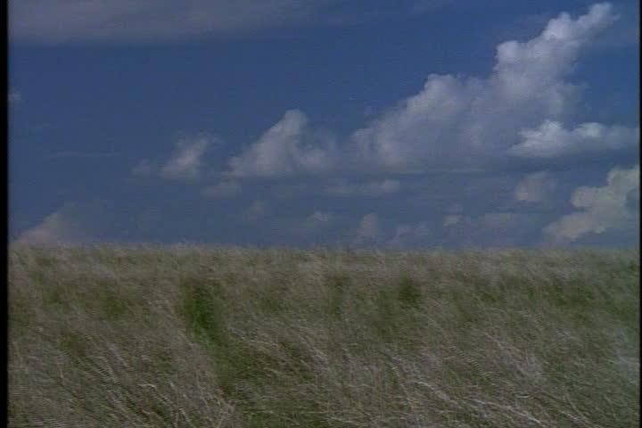  Pan across grass blowing on flat prairie under big blue sky in Medora, North Dakota.