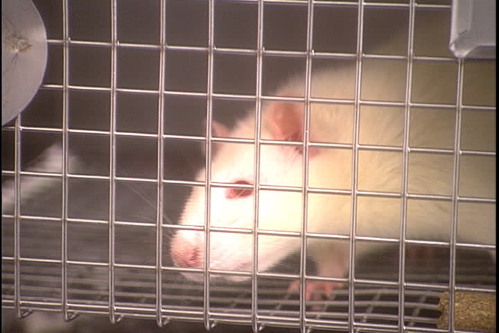 white rat cage