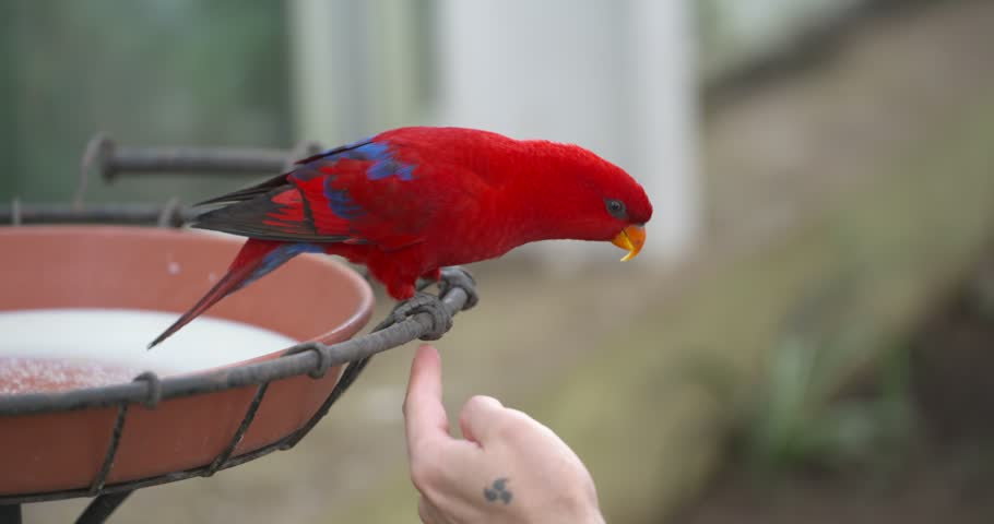 jeju island, hwajoowon, red lory, flower bird park, eos bornea, moluccan lory, south korea travel, lory parrot, jeju do, exotic bird, hand feeding, birdbath, korea, tropical bird, tame bird, human int